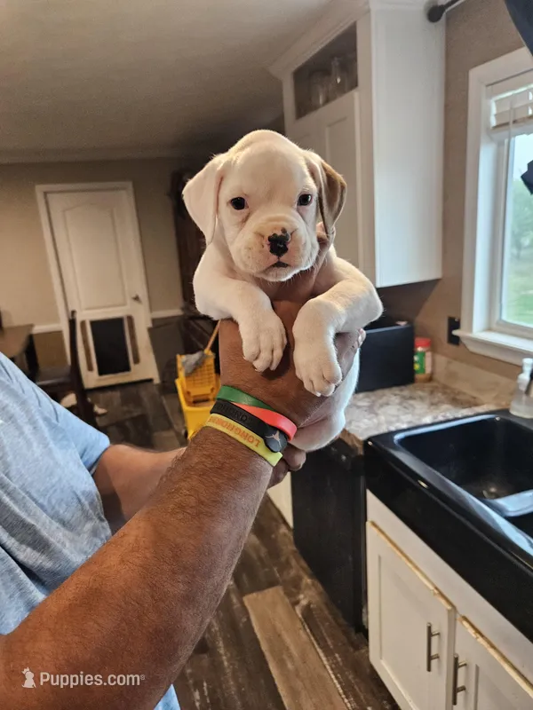 White Boy – Boxer puppy for sale in Lockhart, TX