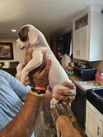 White Girl 2, a female Boxer for sale in Lockhart, TX – Photo 4 of 4