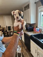 White Girl 2, a female Boxer for sale in Lockhart, TX – Photo 1 of 4