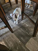 White Girl 2, a female Boxer for sale in Lockhart, TX – 2 of 3