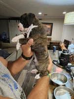 Flashy Brindle Boy 2, a male Boxer for sale in Lockhart, TX – 2 of 4