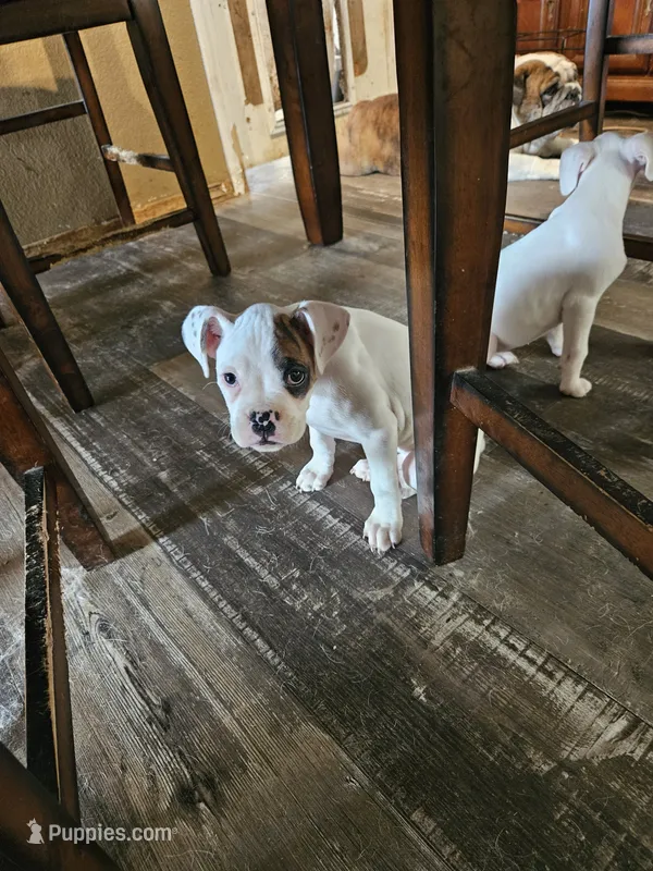 White Girl 2 – Boxer puppy for sale in Lockhart, TX