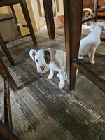 White Girl 2, a female Boxer for sale in Lockhart, TX – 1 of 3