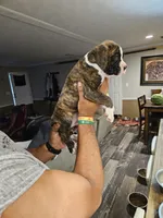 Flashy Brindle Boy, a male Boxer for sale in Lockhart, TX – 3 of 4