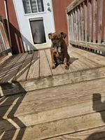 Brindle Girl, a female English Bulldog and Boxer for sale in Lockhart, TX – Photo 2 of 3