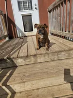 Brindle Girl, a female English Bulldog and Boxer for sale in Lockhart, TX – Photo 3 of 3