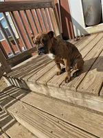 Brindle Girl, a female English Bulldog and Boxer for sale in Lockhart, TX – Photo 1 of 3