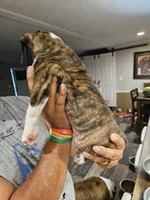 Flashy Brindle Boy, a male Boxer for sale in Lockhart, TX – 4 of 4