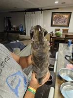 Flashy Brindle Boy 2, a male Boxer for sale in Lockhart, TX – 3 of 4