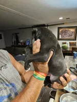 Sealed Brindle Boy, a male Boxer for sale in Lockhart, TX – 3 of 4