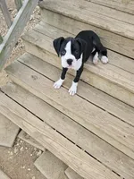 Sealed Brindle Girl, a female Boxer for sale in Lockhart, TX – Photo 1 of 3
