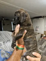 Bridle Girl, a female Boxer for sale in Lockhart, TX – 2 of 4