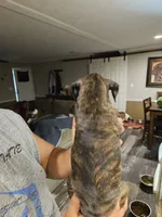 Bridle Girl, a female Boxer for sale in Lockhart, TX – 3 of 4