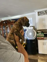 Light Brindle Boy, a male Boxer for sale in Lockhart, TX – Photo 2 of 3