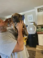 Light Brindle Boy, a male Boxer for sale in Lockhart, TX – Photo 3 of 3