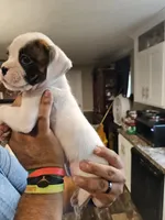 White Girl 3, a female Boxer for sale in Lockhart, TX – Photo 3 of 4