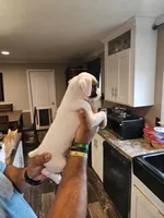 White Girl 3, a female Boxer for sale in Lockhart, TX – Photo 2 of 4