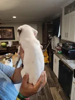 White Girl 3, a female Boxer for sale in Lockhart, TX – Photo 4 of 4