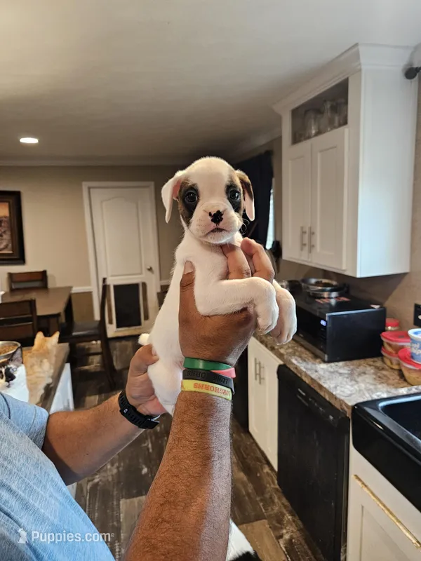 White Girl 3 – Boxer puppy for sale in Lockhart, TX