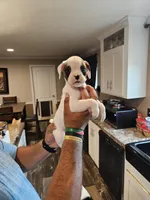 White Girl 3, a female Boxer for sale in Lockhart, TX – Photo 1 of 4