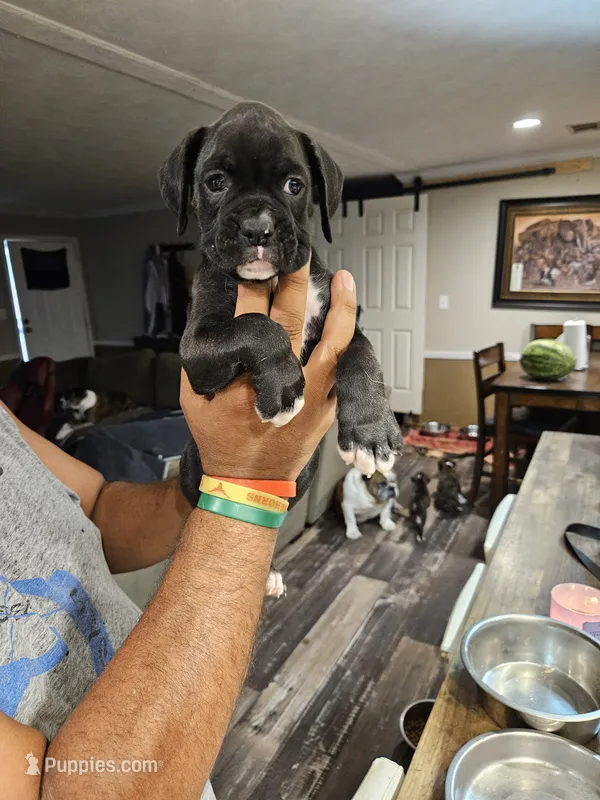 Sealed Brindle Boy – Boxer puppy for sale in Lockhart, TX