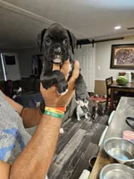 Sealed Brindle Boy, a male Boxer for sale in Lockhart, TX – 1 of 4