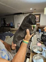 Sealed Brindle Boy, a male Boxer for sale in Lockhart, TX – 2 of 4