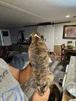 Flashy Brindle Boy, a male Boxer for sale in Lockhart, TX – 2 of 4