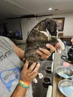 Flashy Brindle Boy 2, a male Boxer for sale in Lockhart, TX – 4 of 4