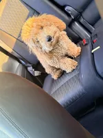 Koda , a male Poodle - Miniature  for sale in Augusta, GA – Photo 2 of 4