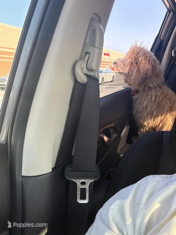 Koda  – Poodle - Miniature  puppy for sale in Augusta, GA