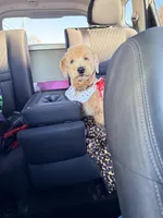 Koda , a male Poodle - Miniature  for sale in Augusta, GA – Photo 4 of 4