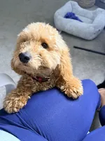 Koda , a male Poodle - Miniature  for sale in Augusta, GA – Photo 3 of 4