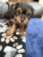 Mister, a male Yorkshire Terrier for sale in Auburn, WA – 3 of 6
