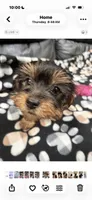 Missy , a female Yorkshire Terrier for sale in Auburn, WA – 2 of 5