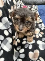 Man Man, a male Yorkshire Terrier for sale in Auburn, WA – 4 of 7