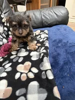 Man Man, a male Yorkshire Terrier for sale in Auburn, WA – 2 of 2
