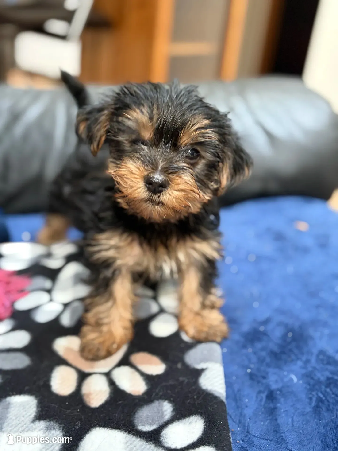 Mister, a male Yorkshire Terrier for sale in Auburn, WA – 2 of 6