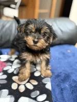 Mister, a male Yorkshire Terrier for sale in Auburn, WA – 2 of 6