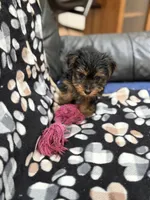 Missy , a female Yorkshire Terrier for sale in Auburn, WA – 5 of 5