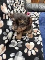 Man Man, a male Yorkshire Terrier for sale in Auburn, WA – 6 of 7