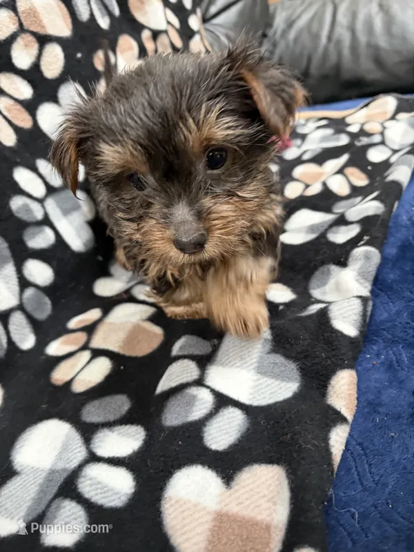 Man Man – Yorkshire Terrier puppy for sale in Auburn, WA