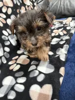 Man Man, a male Yorkshire Terrier for sale in Auburn, WA – 1 of 2
