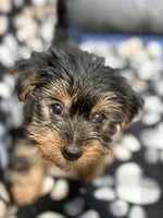 Mister, a male Yorkshire Terrier for sale in Auburn, WA – 5 of 6