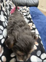 Man Man, a male Yorkshire Terrier for sale in Auburn, WA – 5 of 7