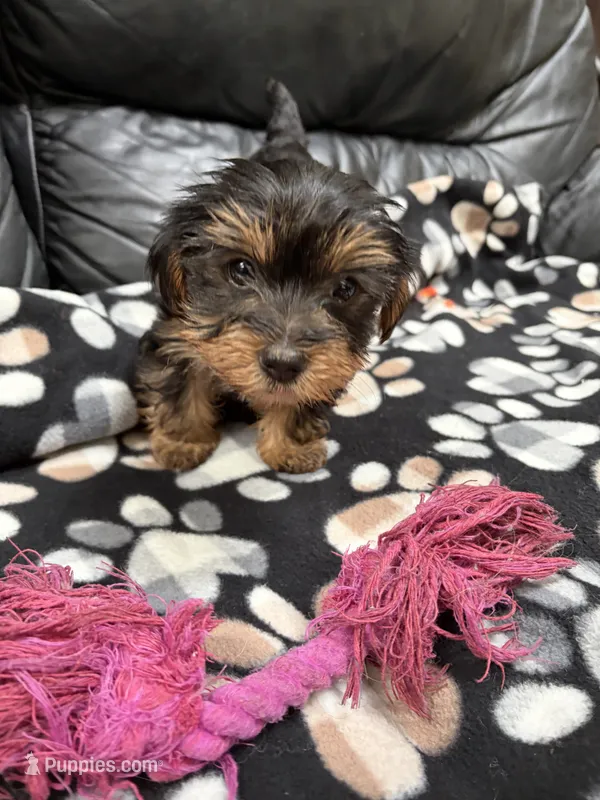 Missy  – Yorkshire Terrier puppy for sale in Auburn, WA