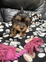 Missy , a female Yorkshire Terrier for sale in Auburn, WA – 1 of 1
