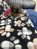Man Man, a male Yorkshire Terrier for sale in Auburn, WA – 7 of 7