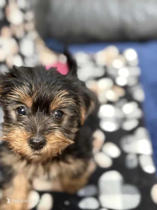 Mister – Yorkshire Terrier puppy for sale in Auburn, WA