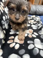 Man Man, a male Yorkshire Terrier for sale in Auburn, WA – 2 of 7